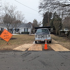 Removal-of-Two-Vine-Covered-Mulberry-Trees-in-the-Town-of-Saint-Michaels 10